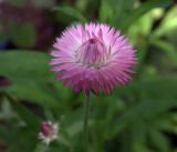 Xerochrysum bracteatum. Соцветие. Московская обл., Раменский р-н, окр. дер. Хрипань, садовый участок. 04.09.2018.