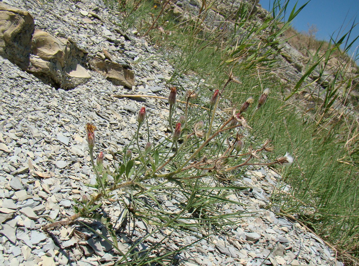 Изображение особи Crepis rhoeadifolia.