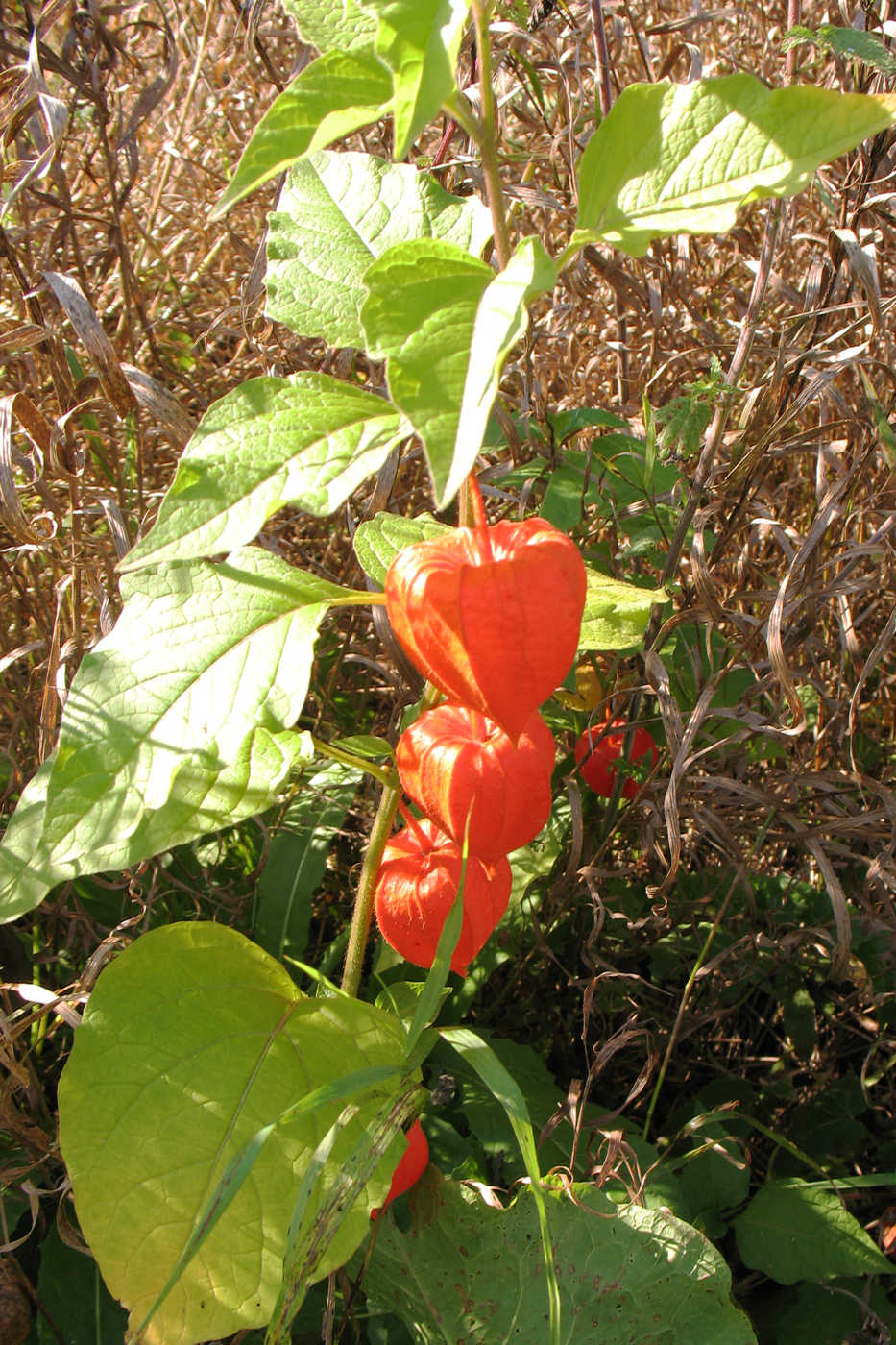 Image of Alkekengi officinarum specimen.