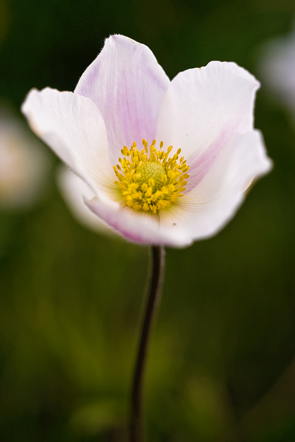 Изображение особи Anemone sylvestris.