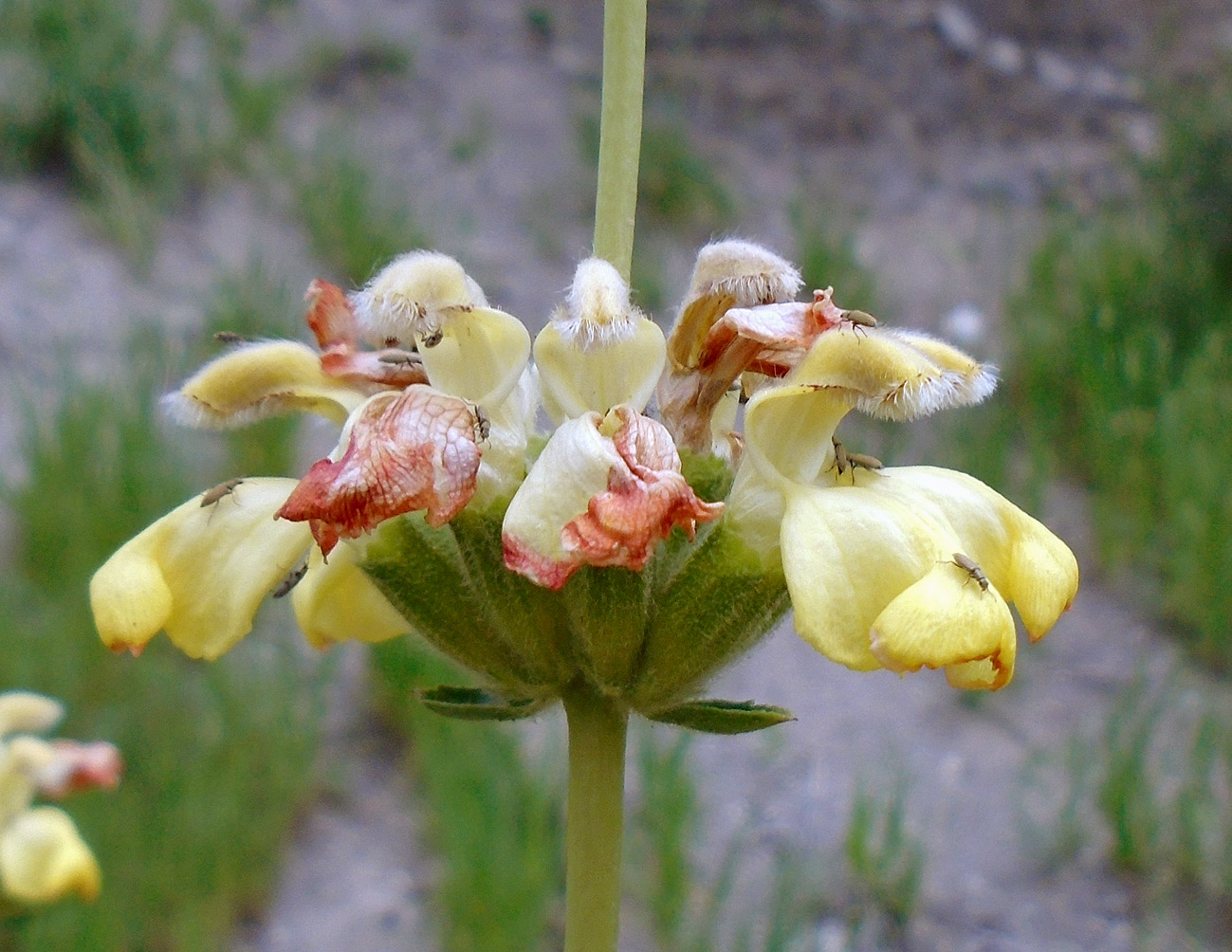 Image of Phlomoides kaufmanniana specimen.