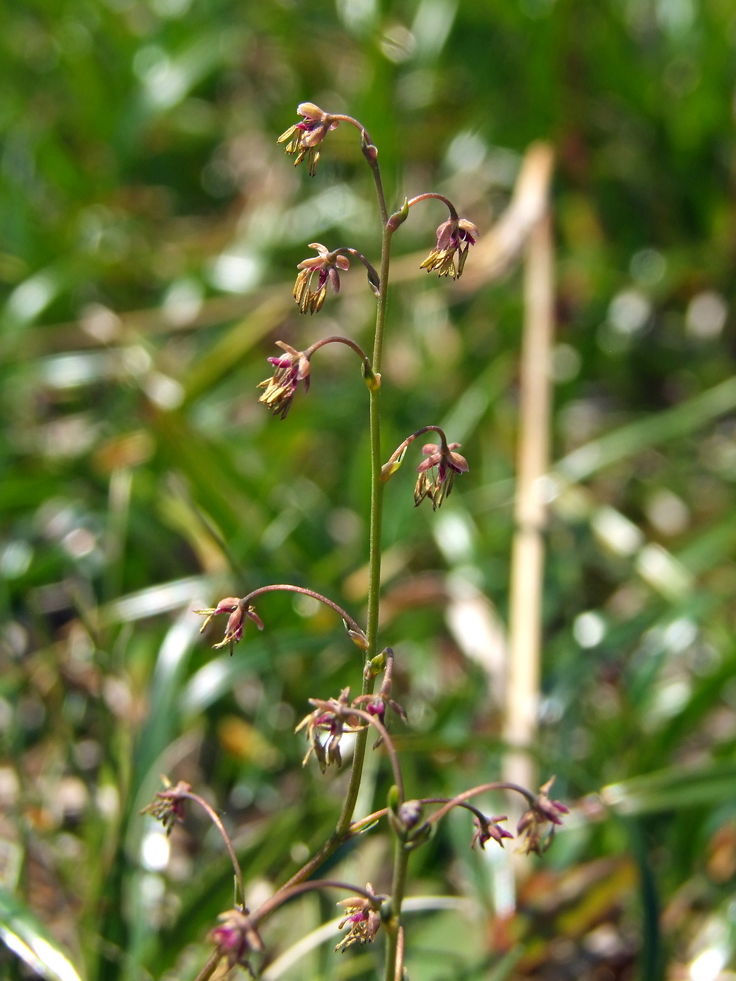 Изображение особи Thalictrum alpinum.