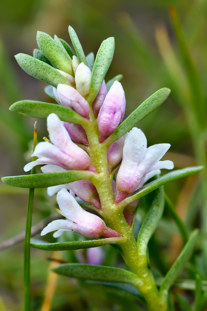 Image of Glaux maritima specimen.