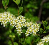 Spiraea hypericifolia. Часть верхушки цветущей веточки. Восточный Казахстан, г. Усть-Каменогорск, правый берег р. Иртыш, луг. 16.05.2018.