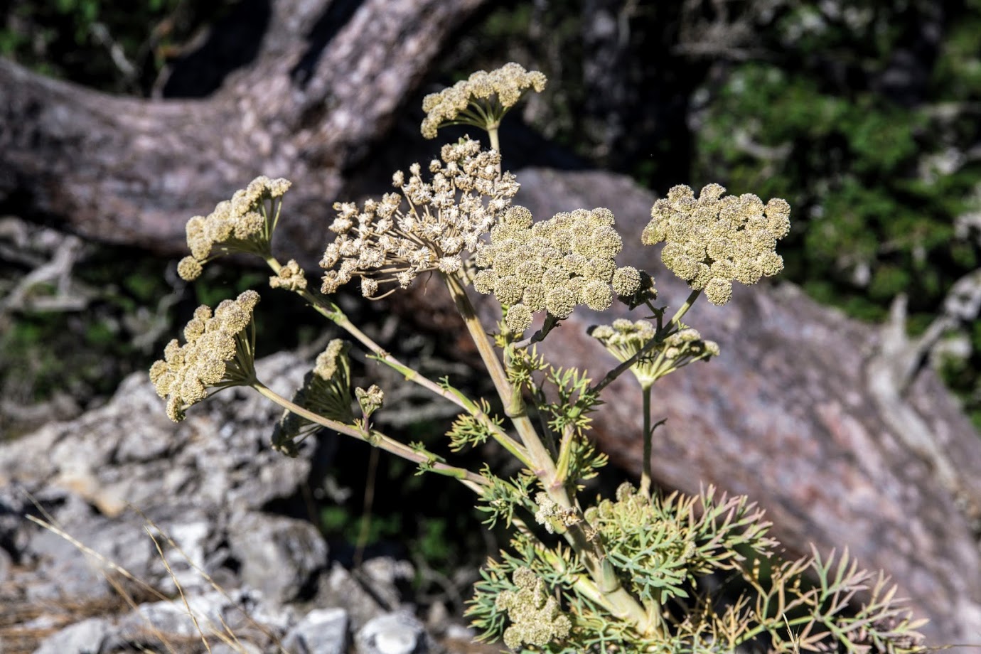 Image of Seseli gummiferum specimen.