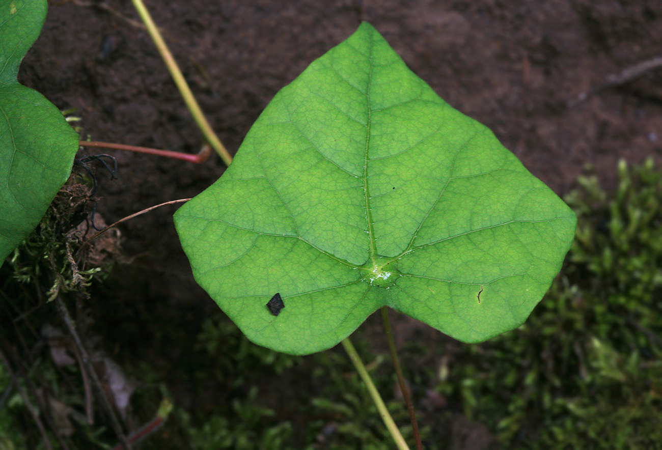 Image of Menispermum dauricum specimen.