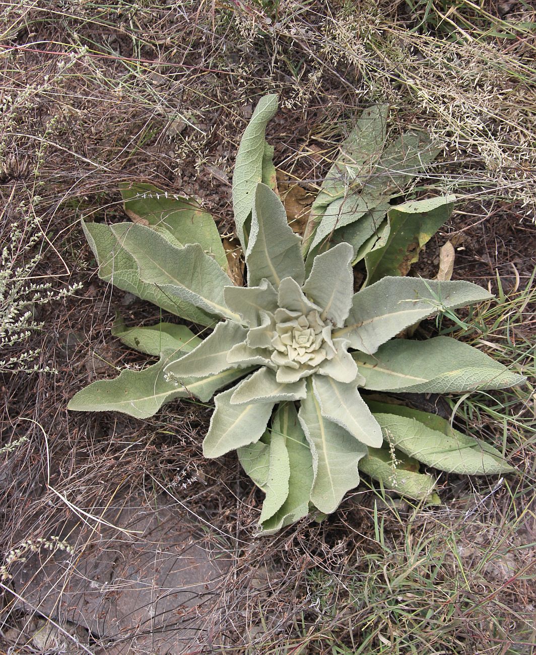 Изображение особи род Verbascum.