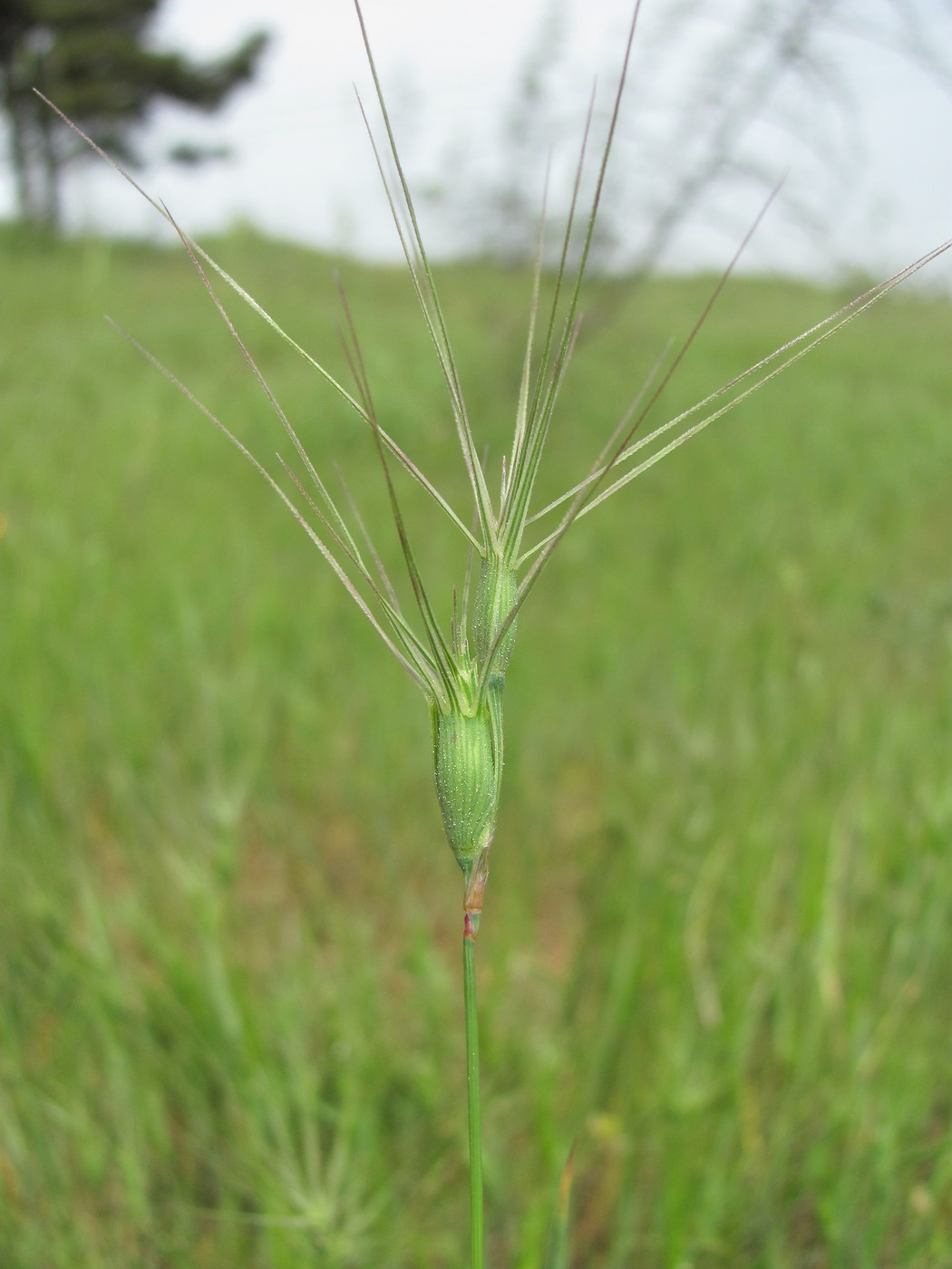 Изображение особи Aegilops ovata.