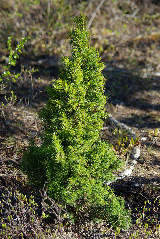 Изображение особи Picea obovata.