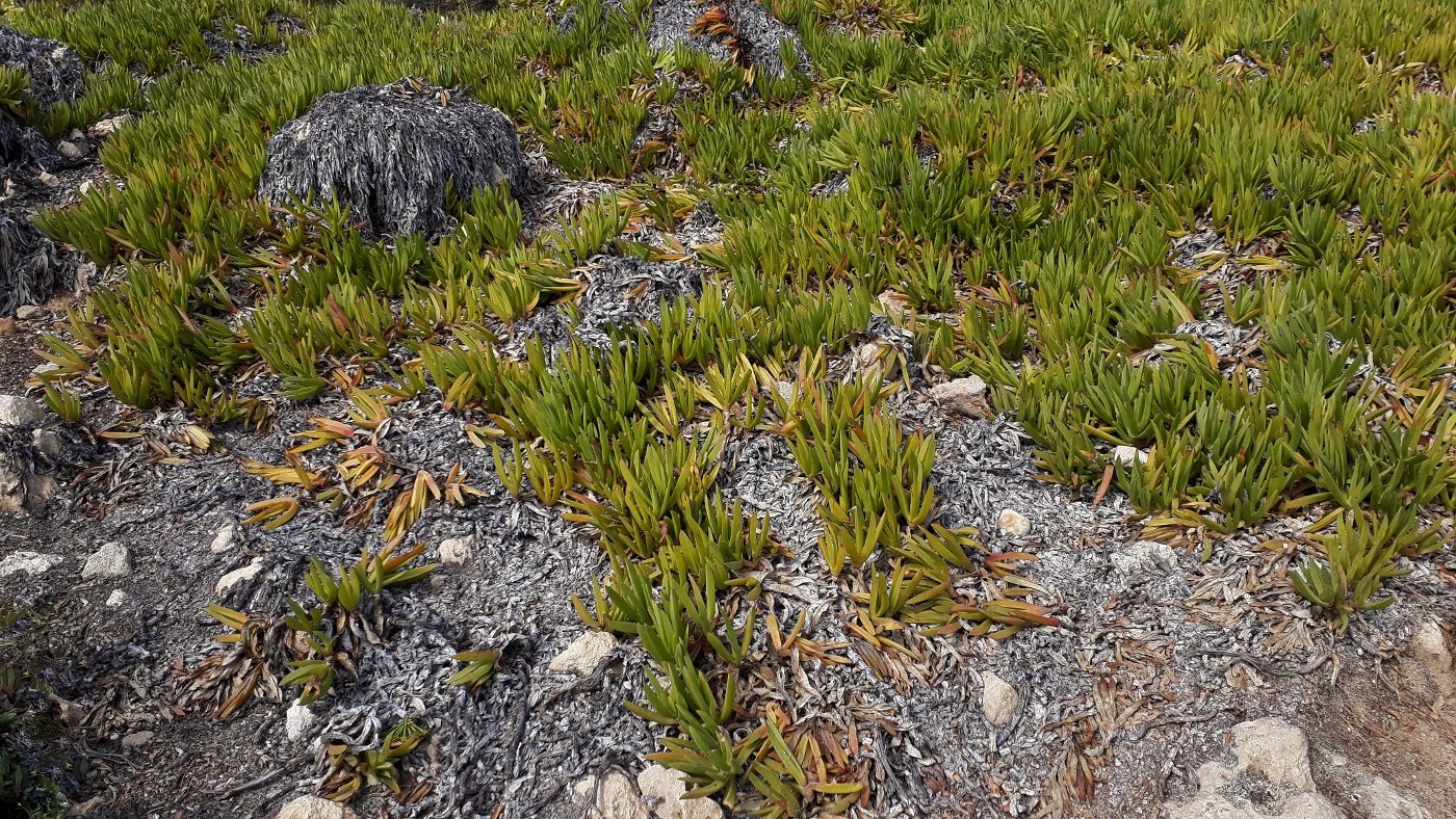 Изображение особи Carpobrotus acinaciformis.