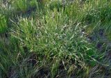 Astragalus melilotoides