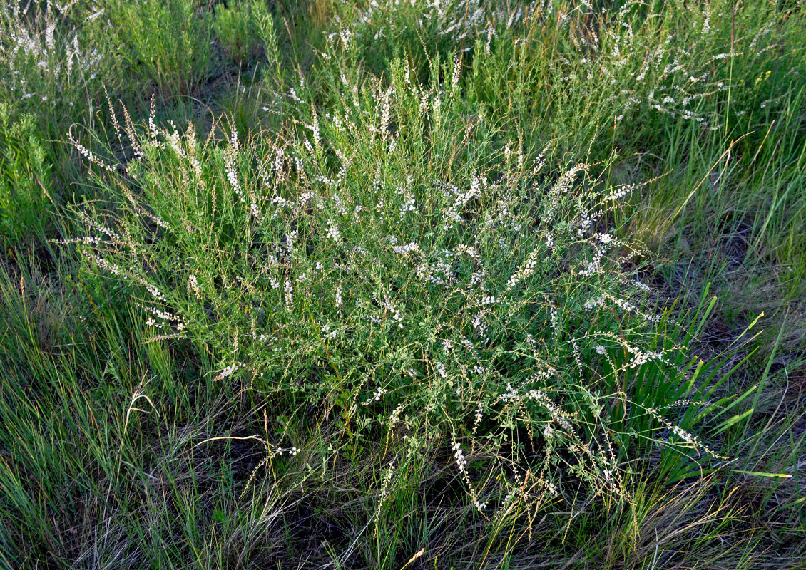 Image of Astragalus melilotoides specimen.