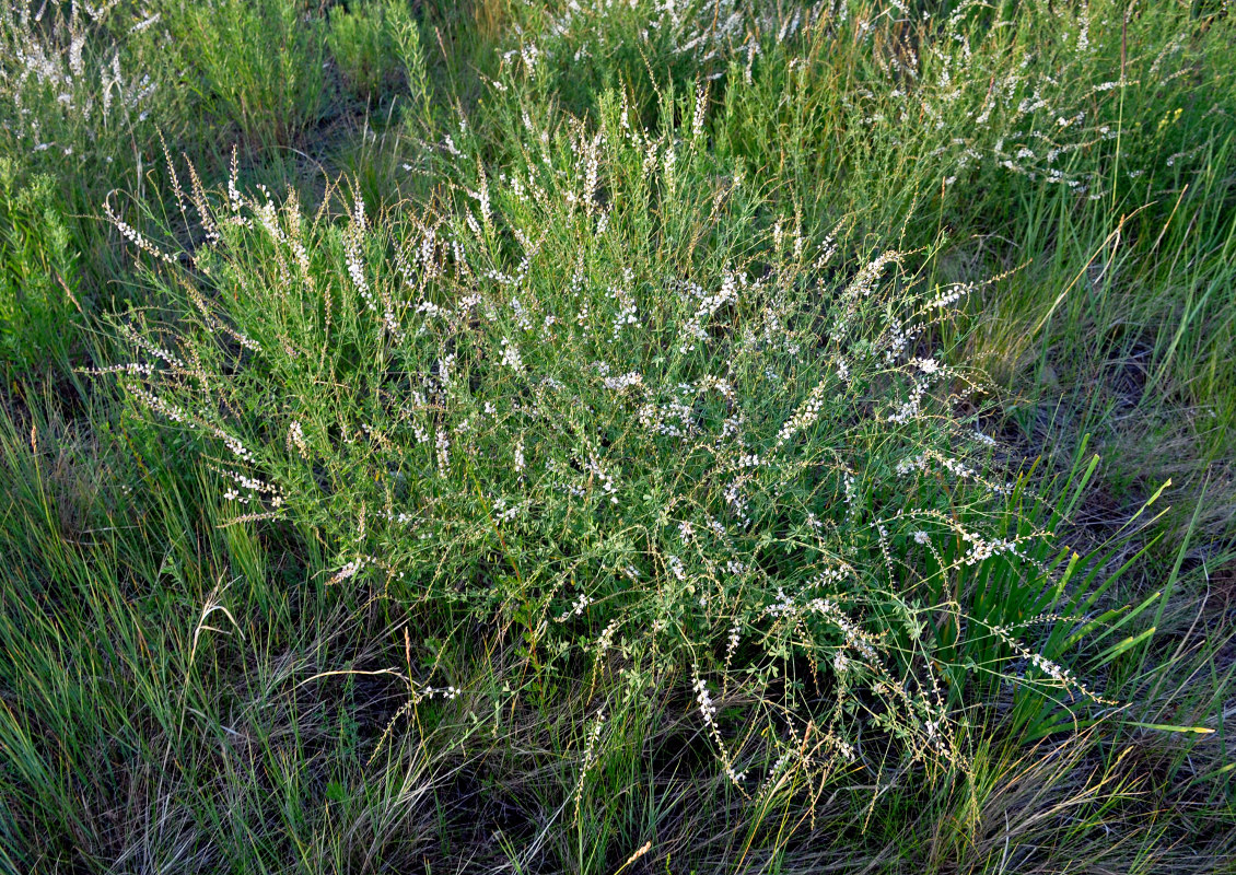 Изображение особи Astragalus melilotoides.