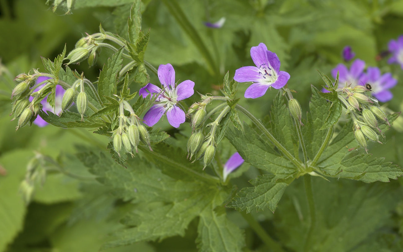 Image of Geranium sylvaticum specimen.