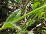 Cerastium eriophorum. Часть генеративного побега. Украина, Закарпатская обл., Раховский р-н, хр. Свидовец, ≈ 1800 м н.у.м., задернованные выходы горных пород. 2 июля 2010 г.