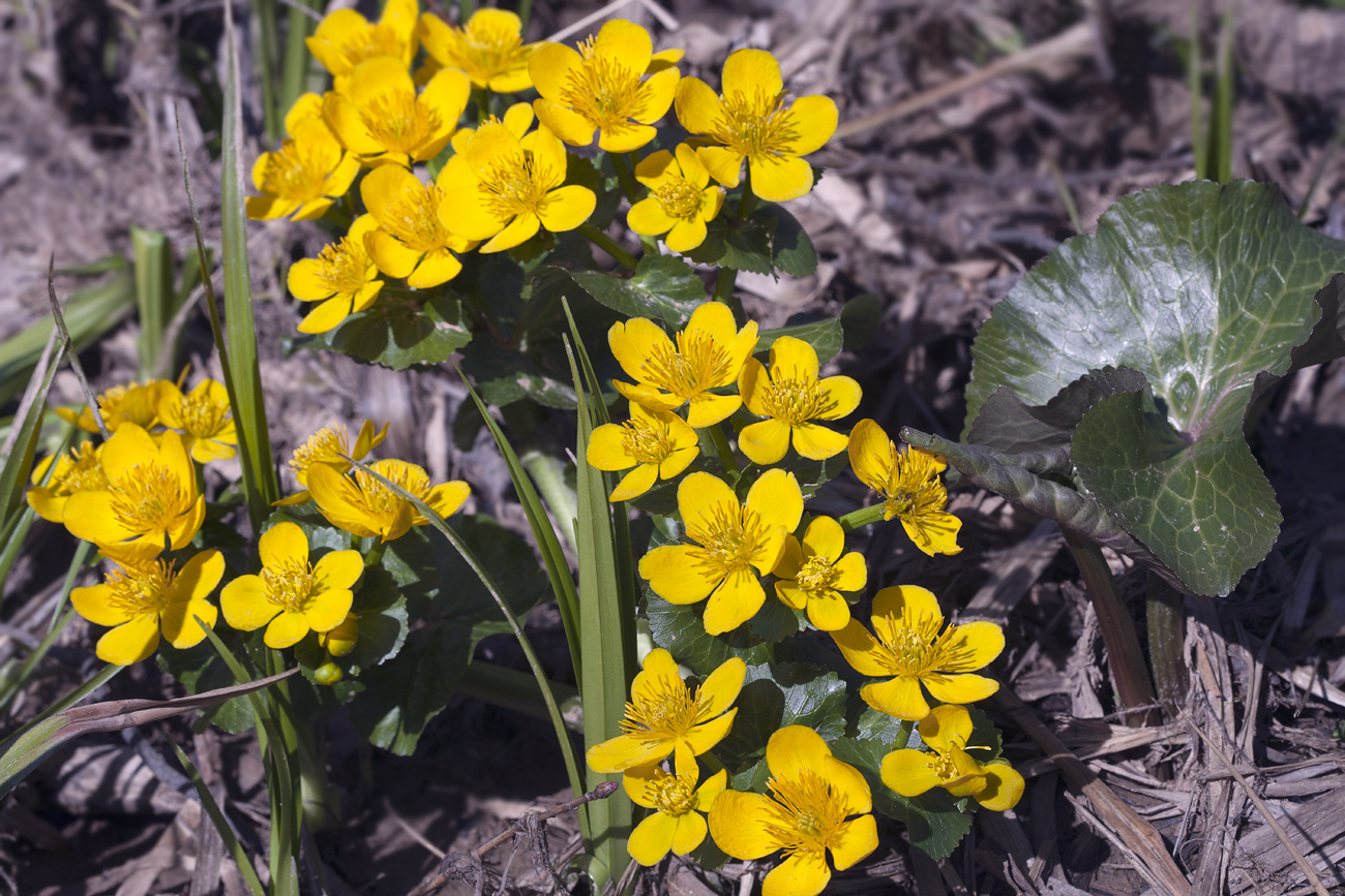 Изображение особи Caltha palustris.