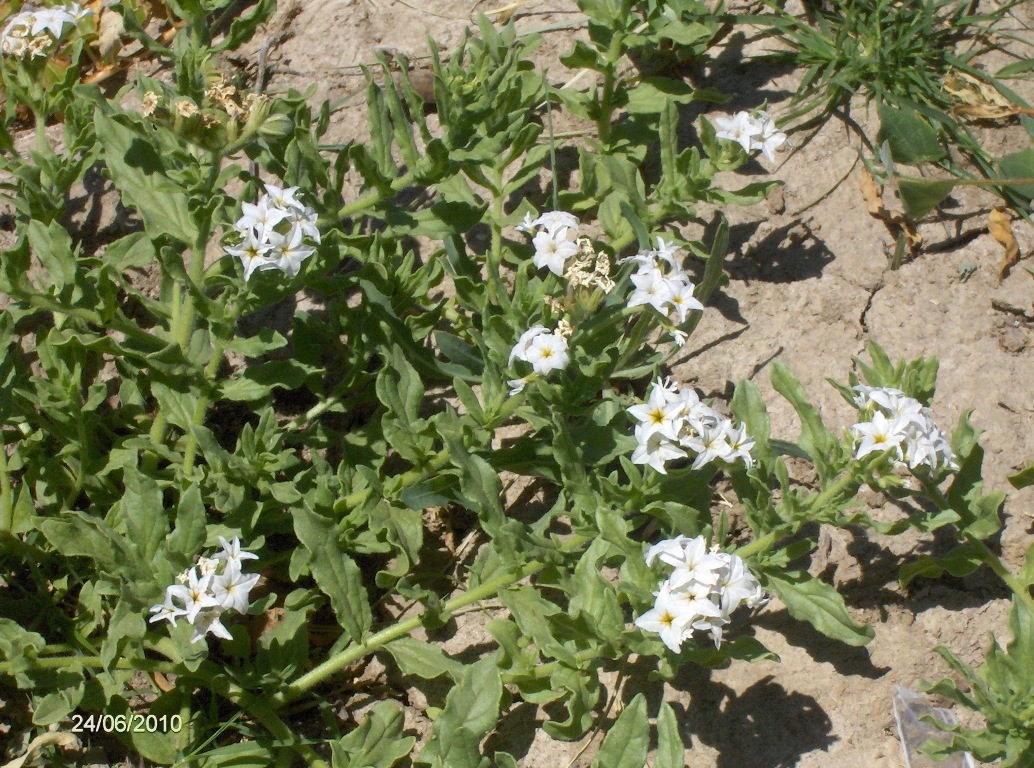 Image of Argusia sibirica specimen.
