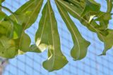 Plumeria pudica
