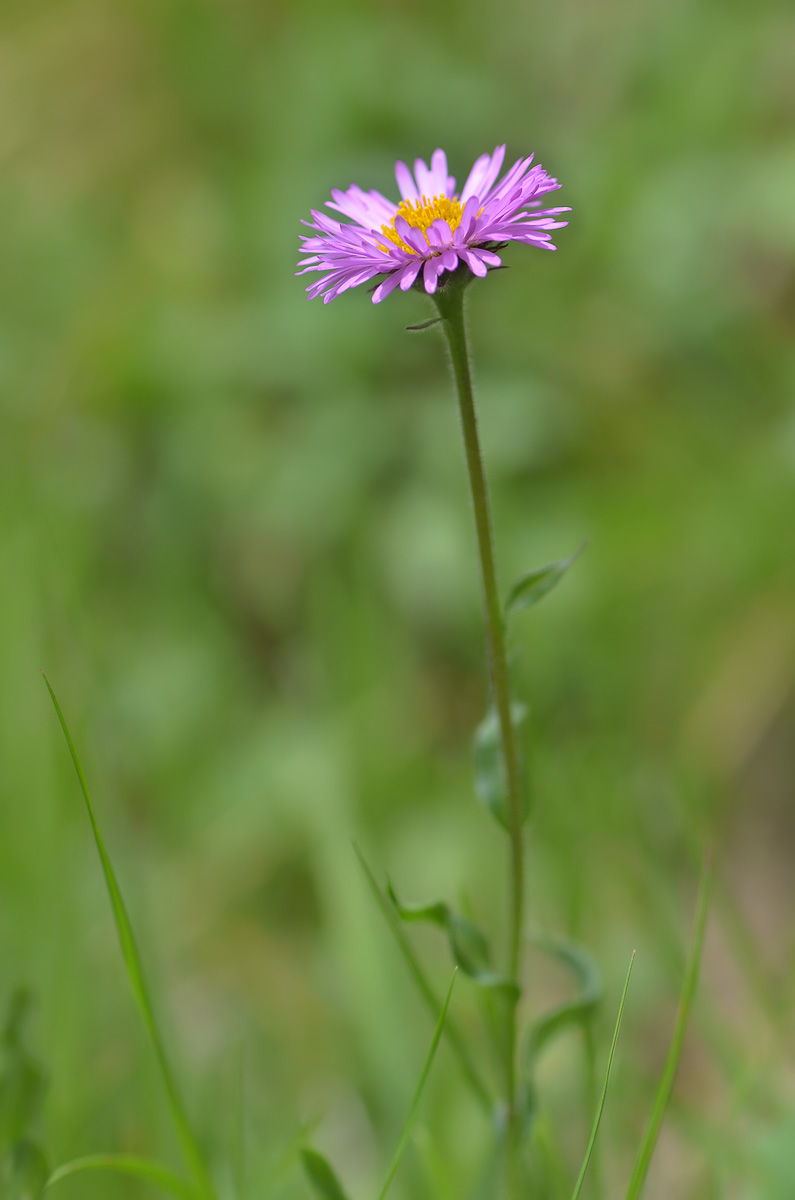 Image of Erigeron venustus specimen.