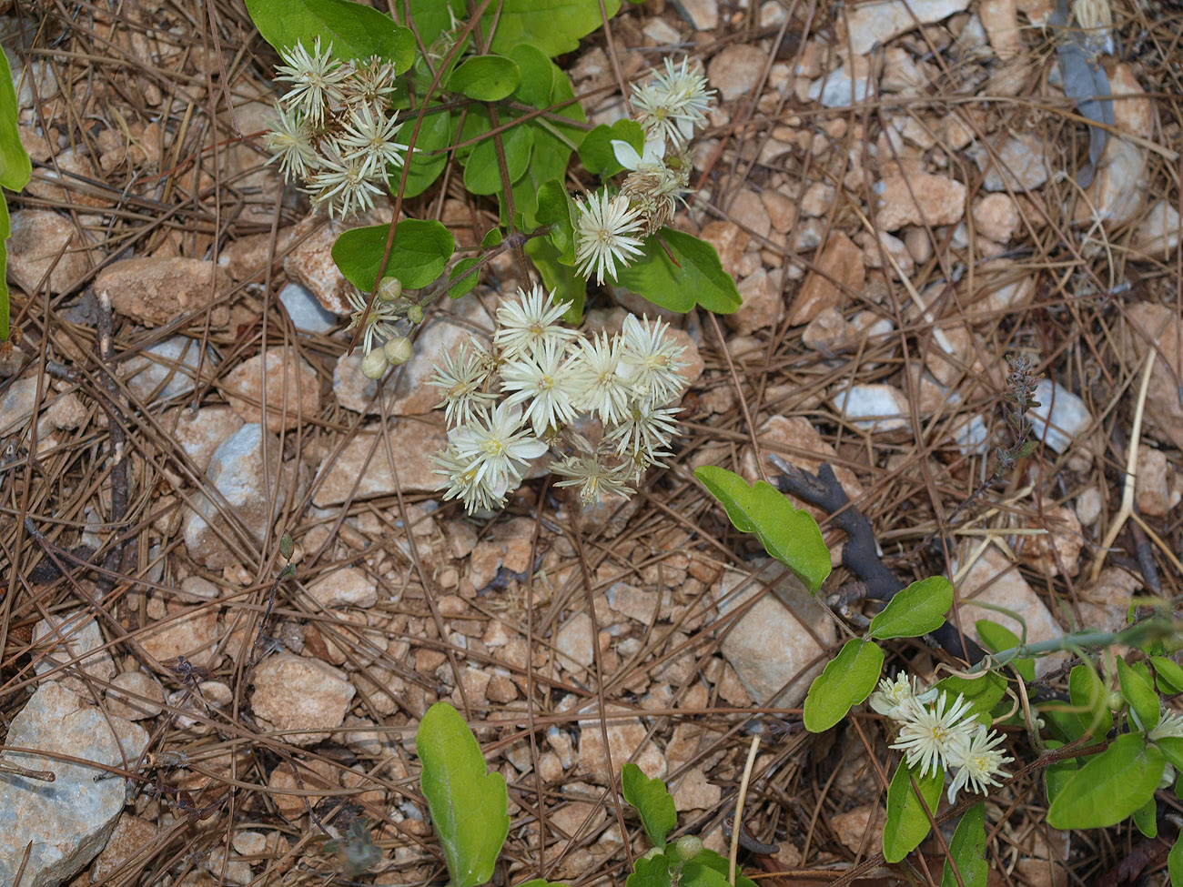 Изображение особи Clematis vitalba.