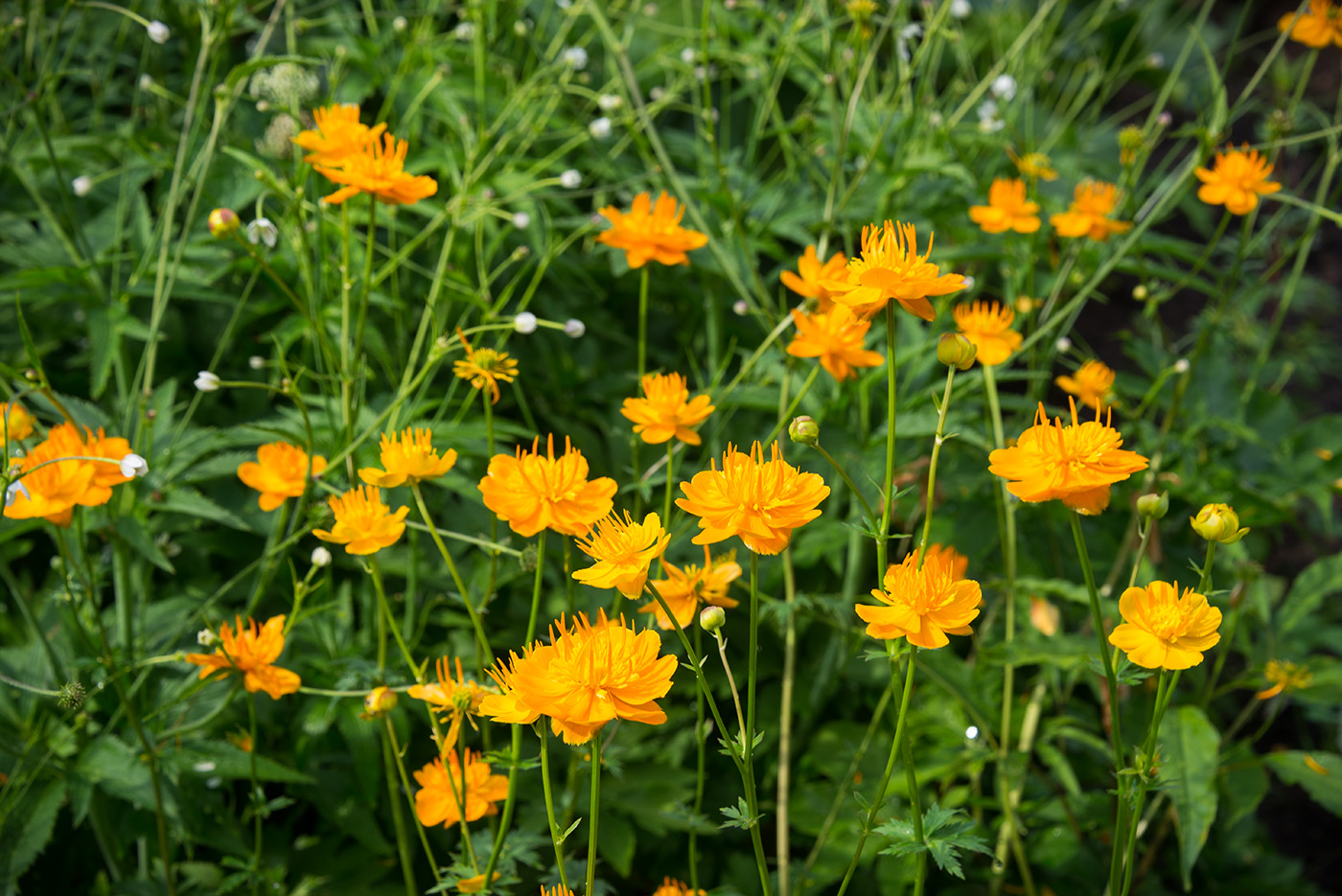 Изображение особи Trollius chinensis.