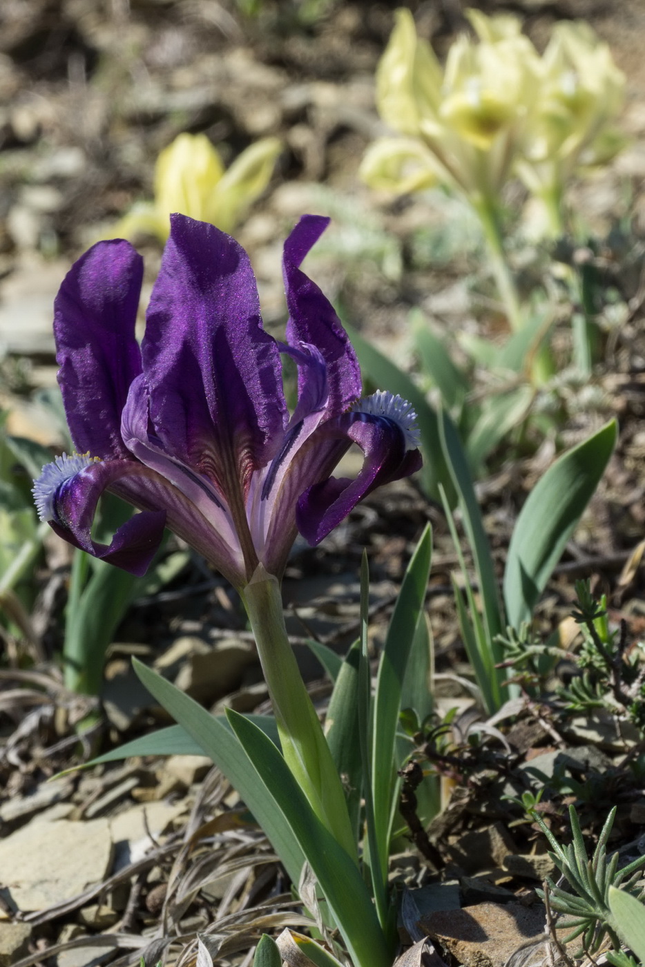 Image of Iris pumila specimen.