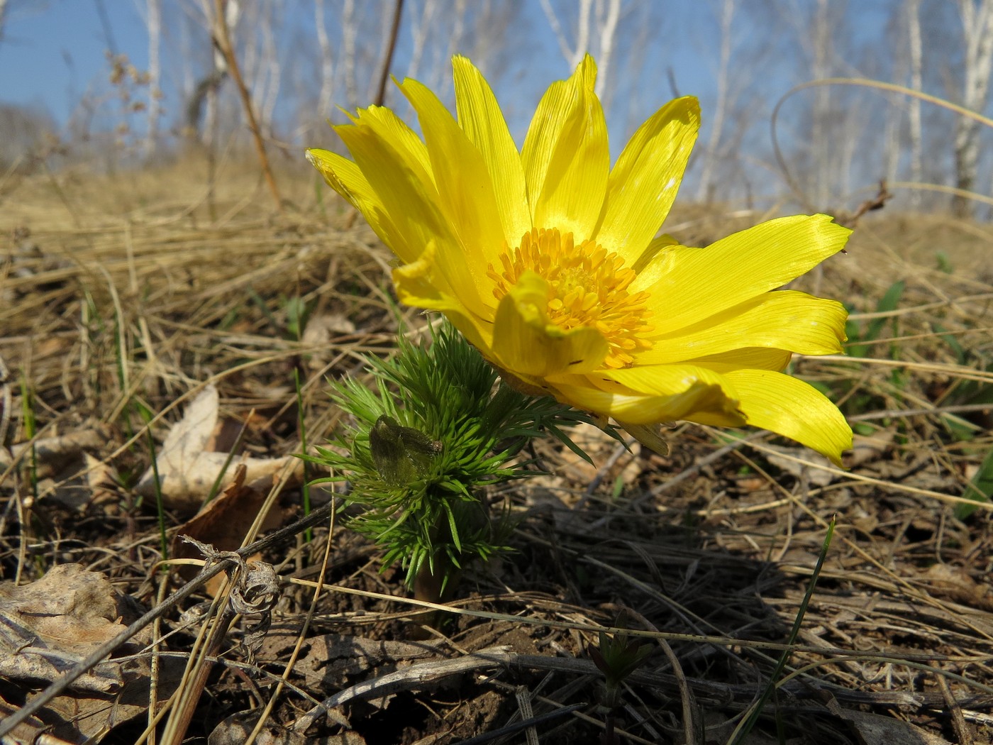 Image of Adonis vernalis specimen.