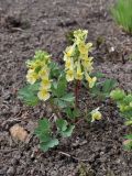 Corydalis bracteata