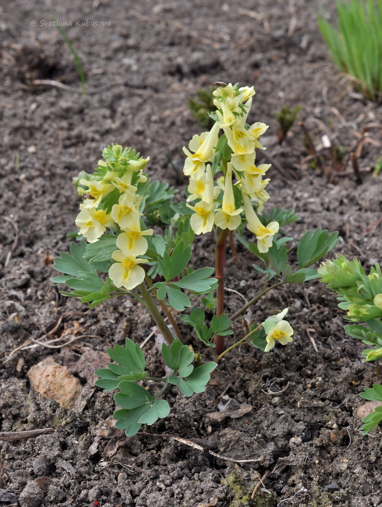 Изображение особи Corydalis bracteata.