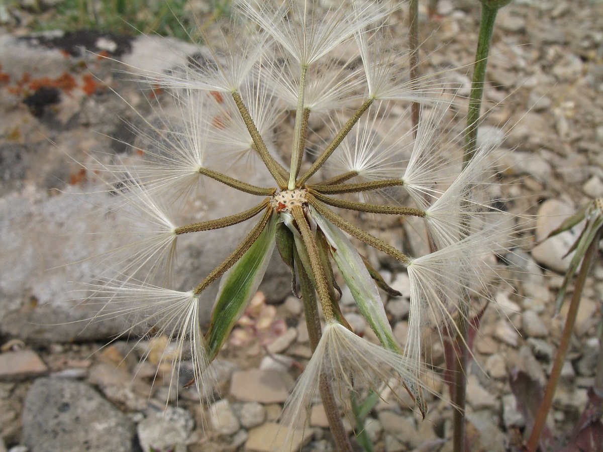 Image of Scorzonera inconspicua specimen.