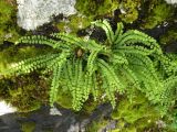 Asplenium trichomanes. Растения на замшелых камнях вдоль реки Мокрянки. Украина, Закарпатская обл., Тячевский р-н, с. Усть-Черная, у подножия горы Мокрая. 27.06.2010.