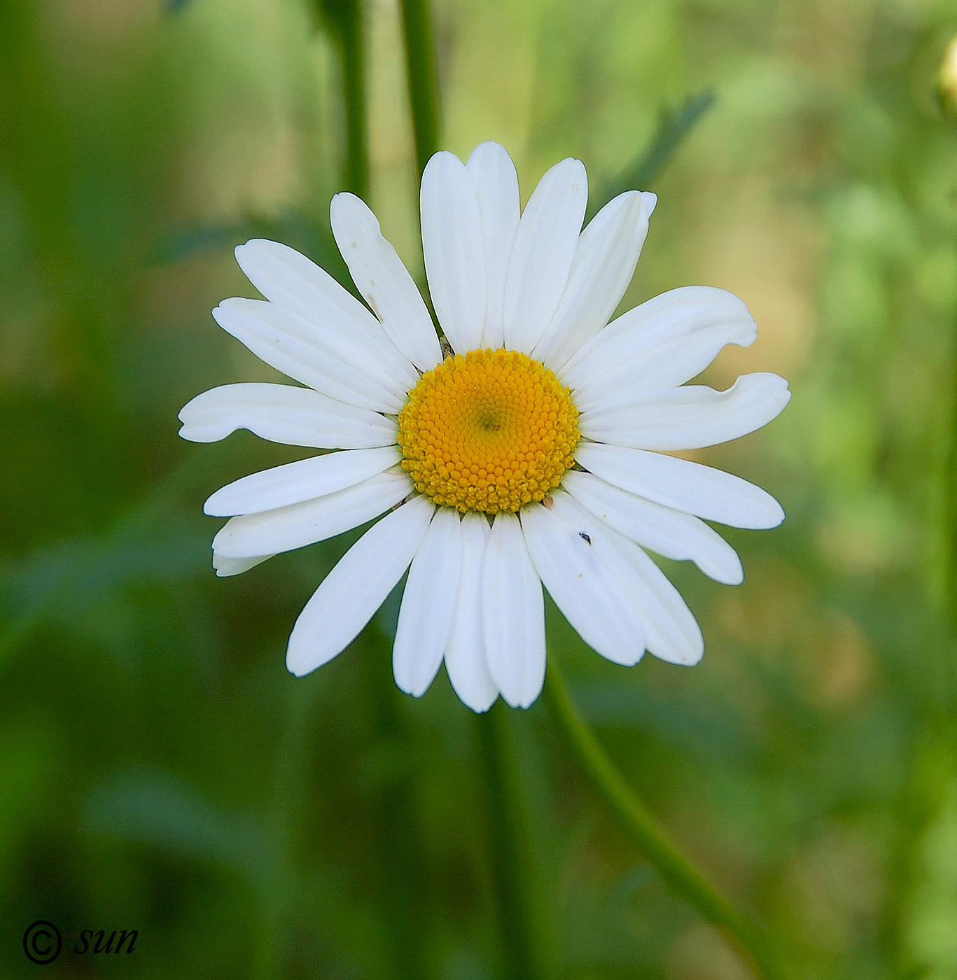 Image of Leucanthemum vulgare specimen.