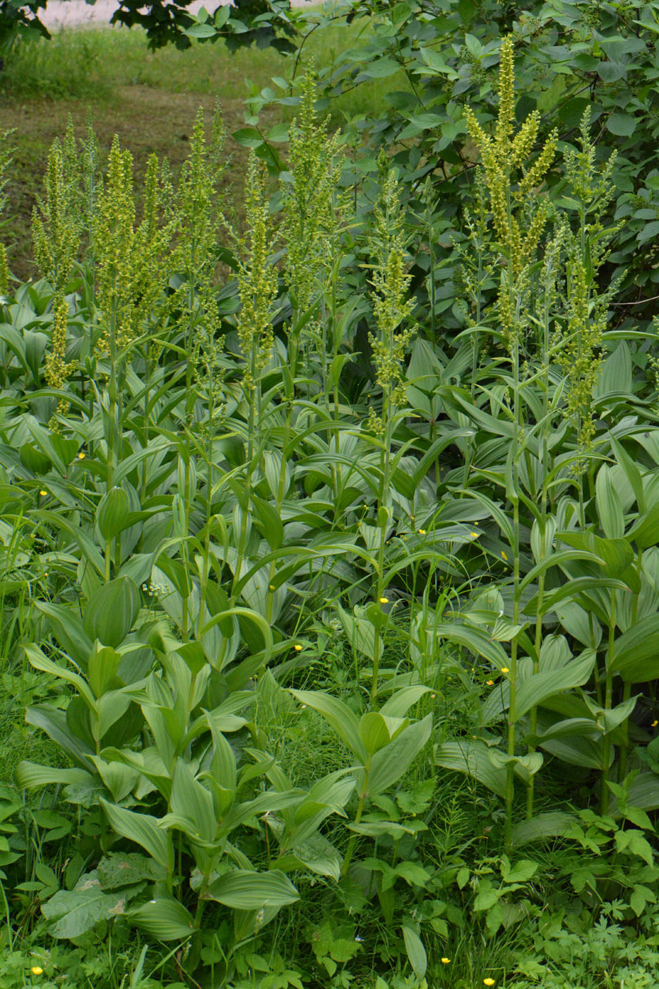 Изображение особи Veratrum lobelianum.