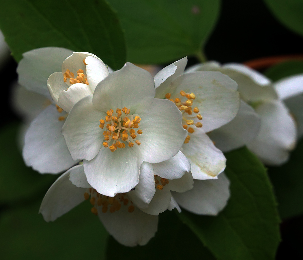 Image of Philadelphus pubescens specimen.