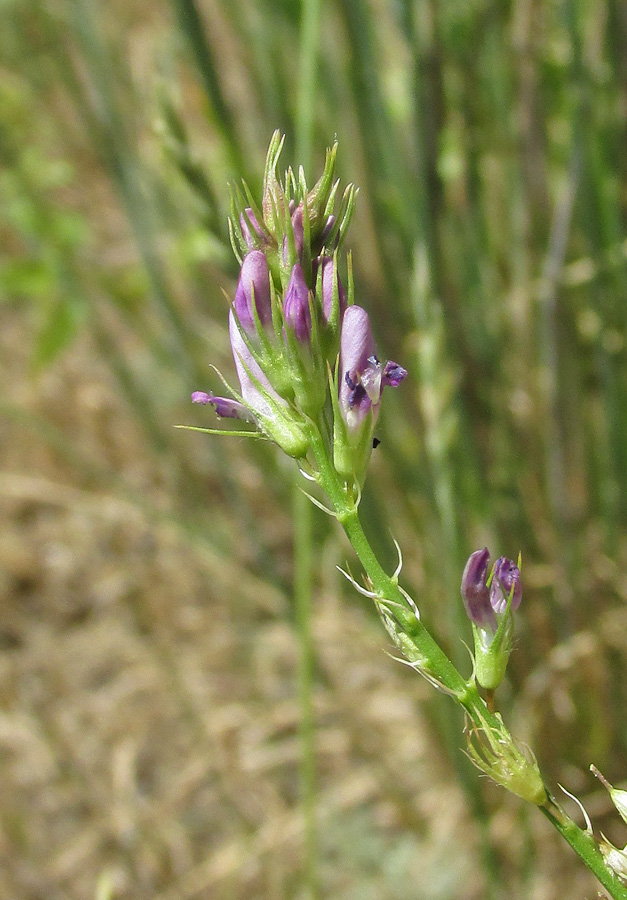 Image of Medicago caerulea ssp. semicoerulea specimen.