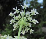 Heracleum asperum. Соцветие-зонтичек (вид снизу). Кабардино-Балкария, Эльбрусский р-н, ок. 1550 м н.у.м., берег р. Герхожансу. 02.07.2019.