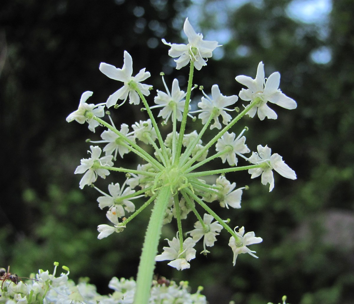 Изображение особи Heracleum asperum.