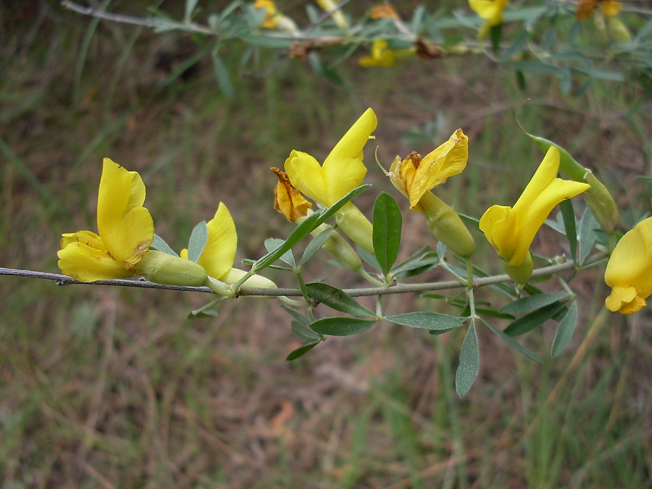 Image of Chamaecytisus borysthenicus specimen.