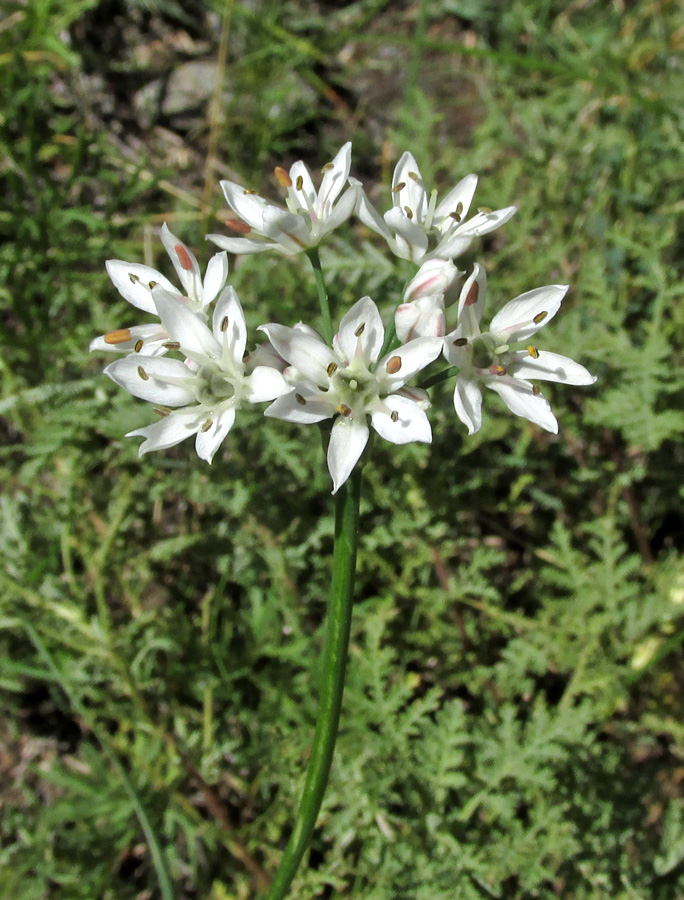 Изображение особи Allium ramosum.