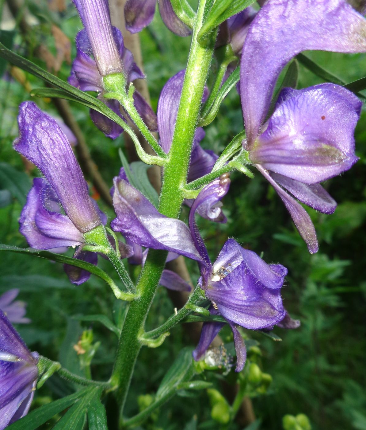 Image of Aconitum napellus specimen.