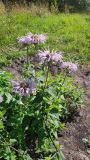 Monarda fistulosa