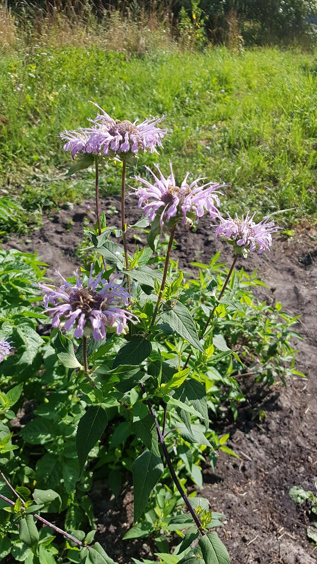 Image of Monarda fistulosa specimen.