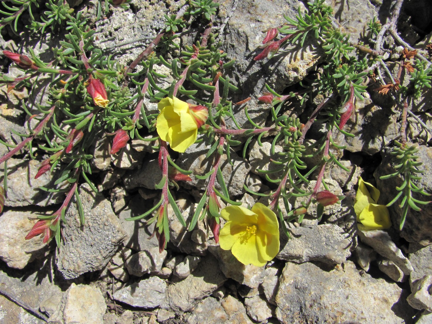 Изображение особи Fumana procumbens.