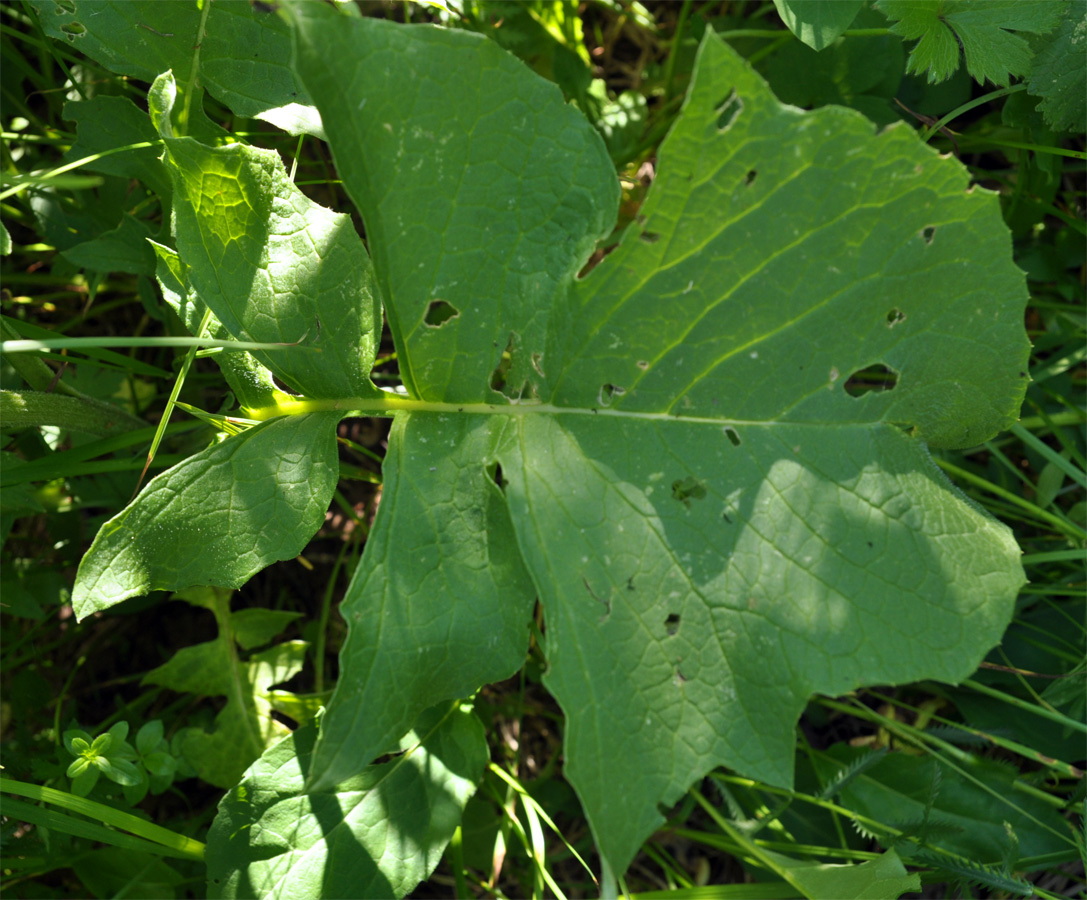 Изображение особи Saussurea frolowii.