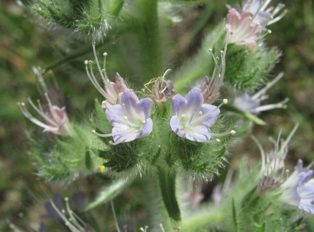 Image of Echium biebersteinii specimen.