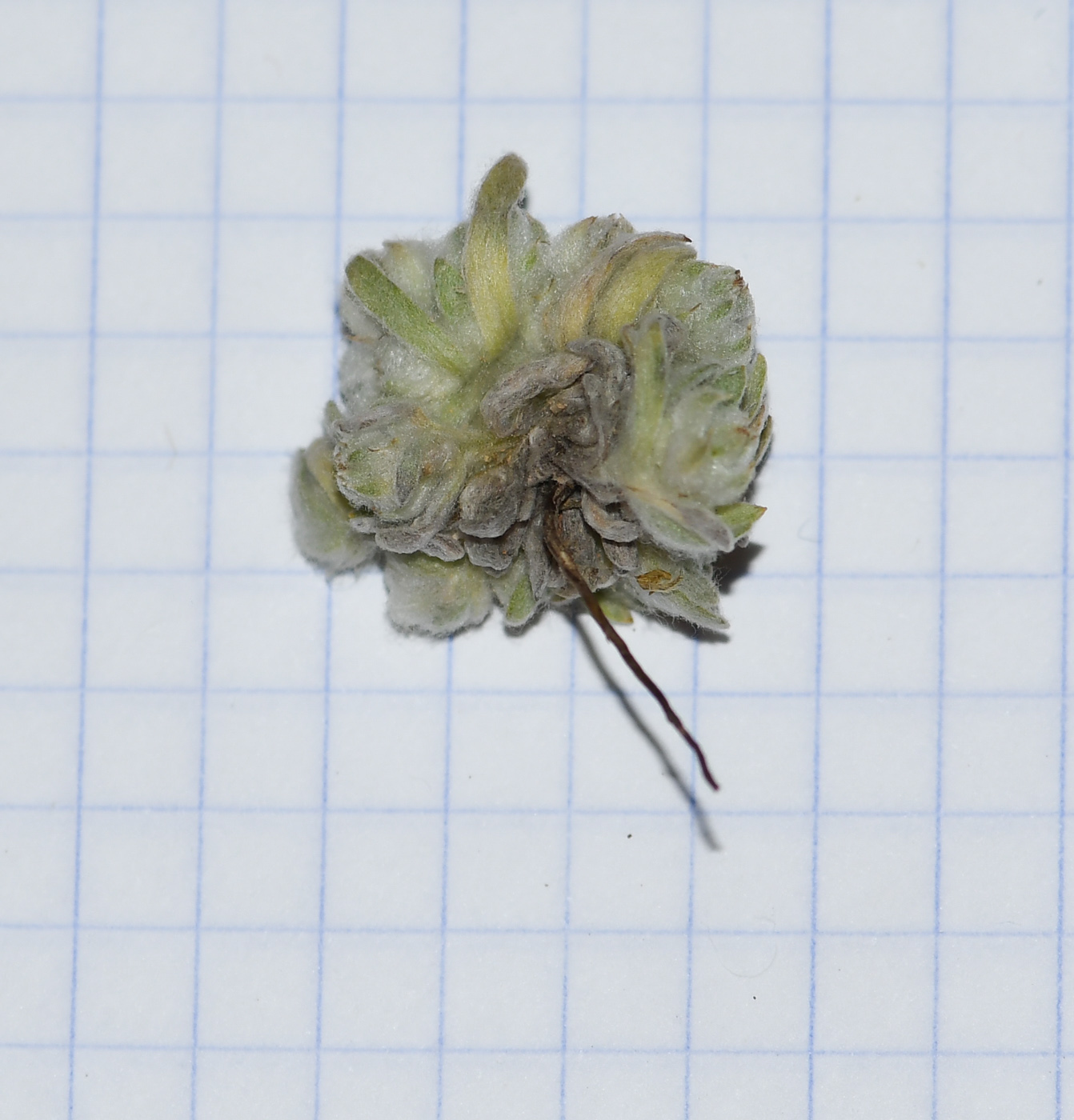 Image of Cymbolaena griffithii specimen.