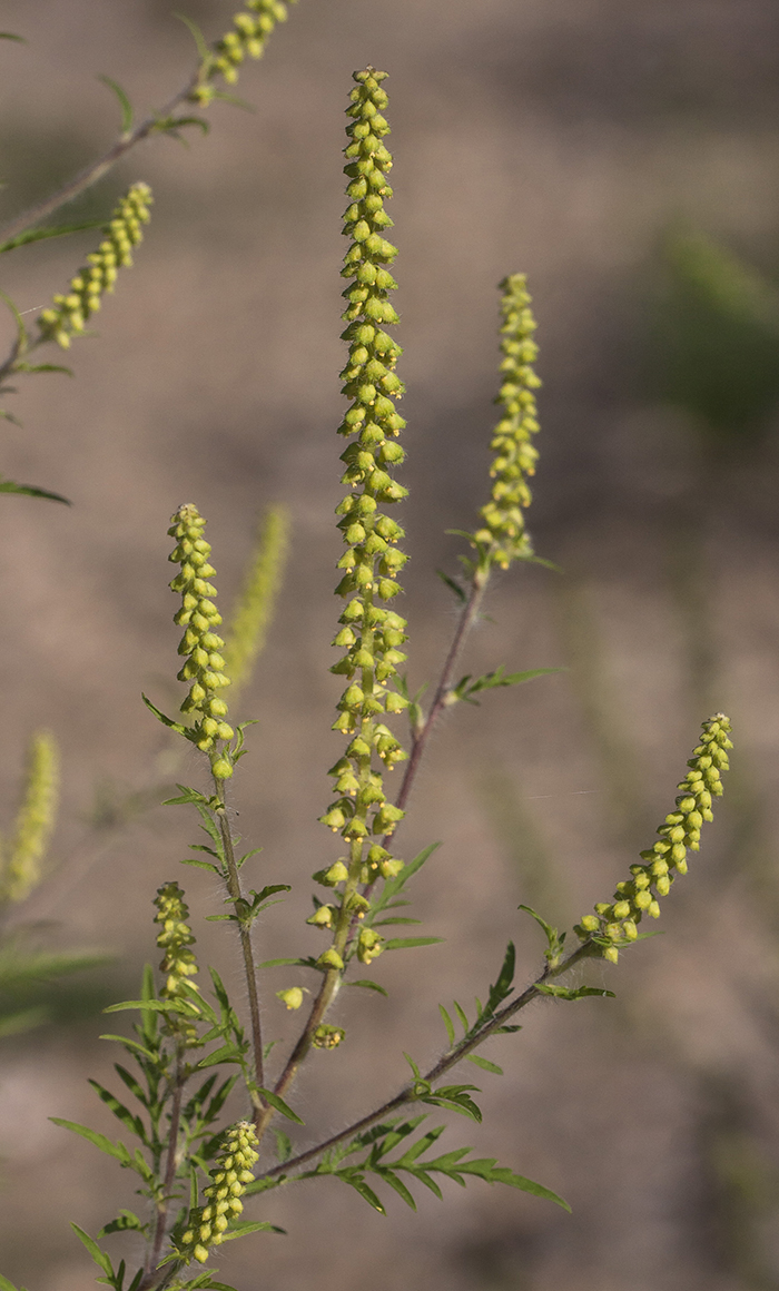 Изображение особи Ambrosia artemisiifolia.