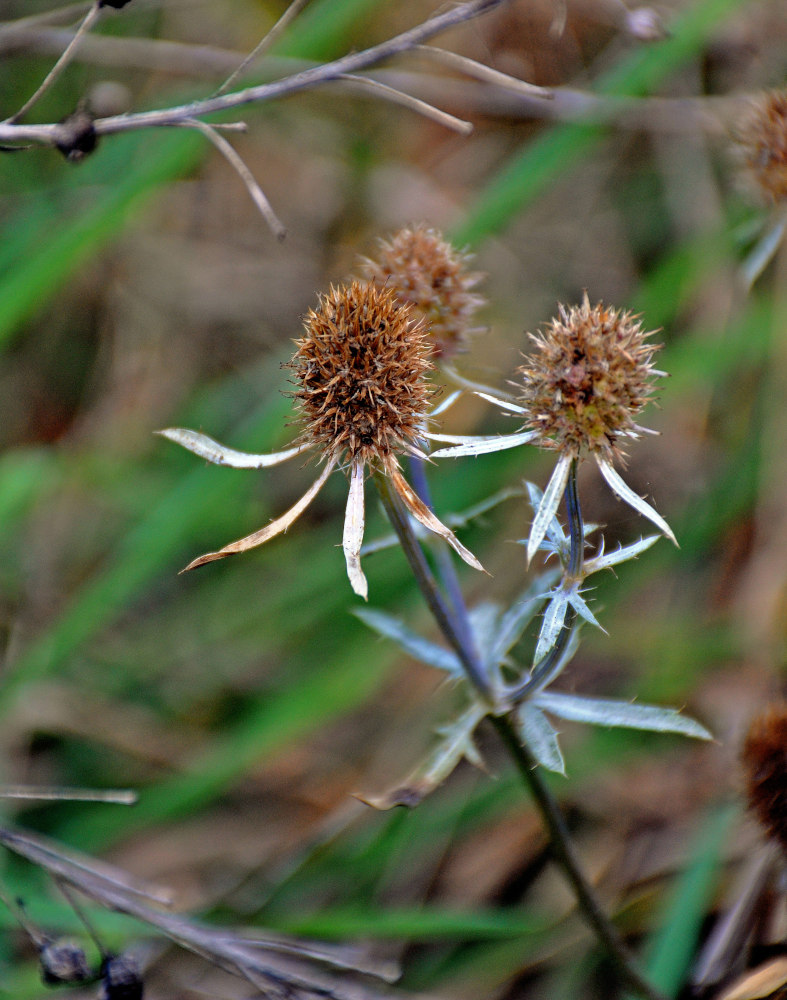 Изображение особи Eryngium planum.