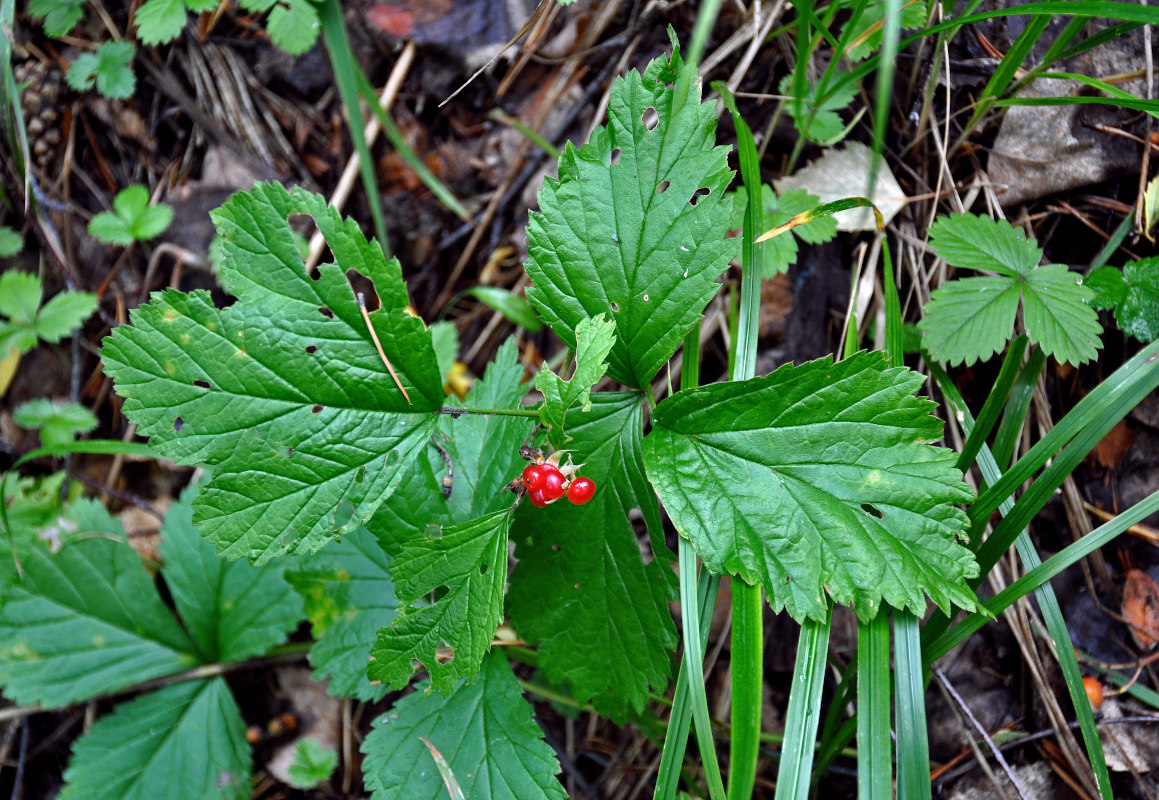 Изображение особи Rubus saxatilis.