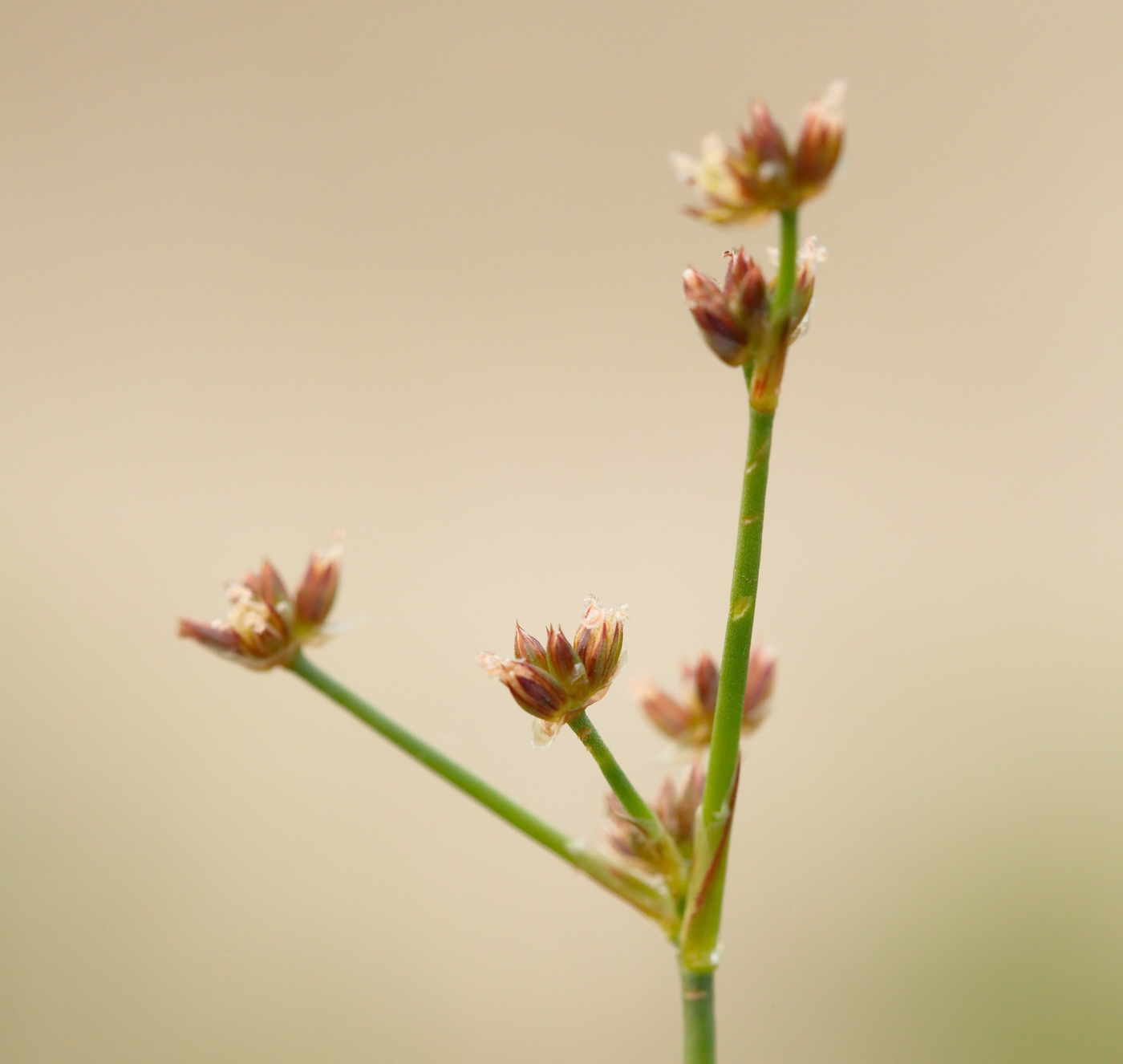 Image of Juncus articulatus specimen.